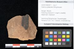 Foto (Objekt + Etikett) von Quercus palaeoilex Ettingshausen (NHMW-GEO-2024-0188-0811)